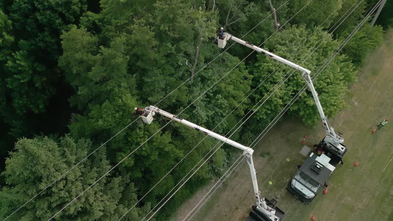 Tree and Shrub Care in Rexburg, ID